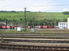 ヴュルツブルク駅のブドウ畑