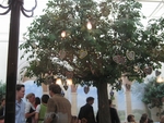 中庭のレープクーヘンの樹